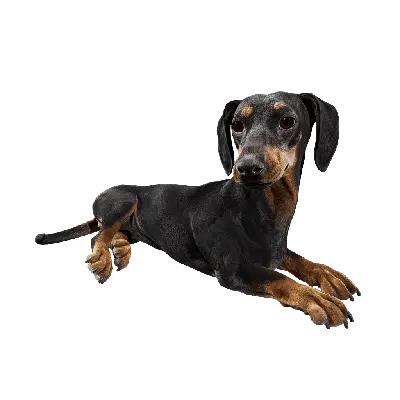 Dog 01 idle 1 3d model