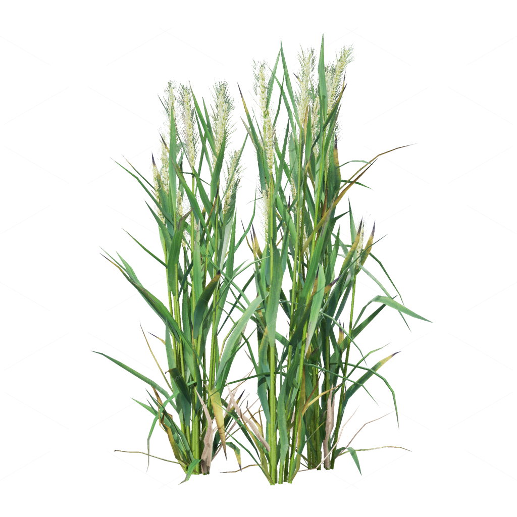 Crops 3D Models