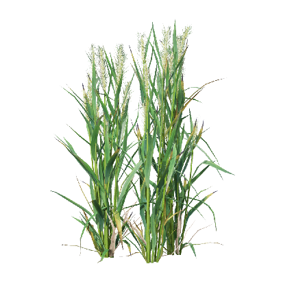 Crops Triticum 06