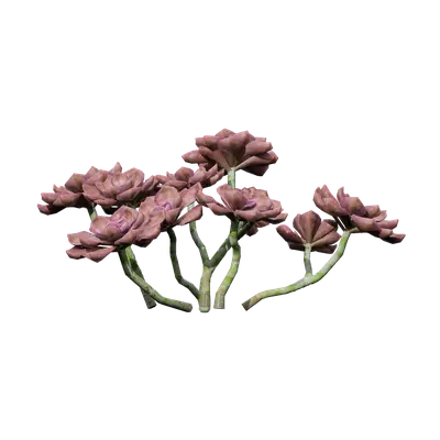 Graptopetalum purple delight 05