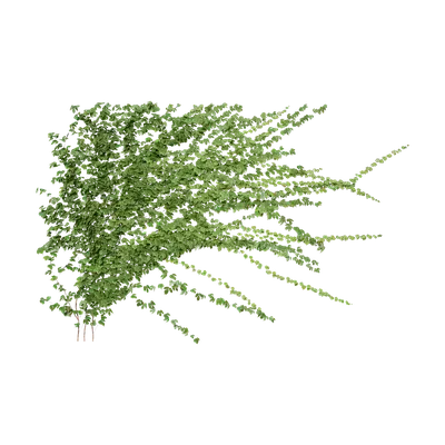 Parthenocissus tricuspidata 01