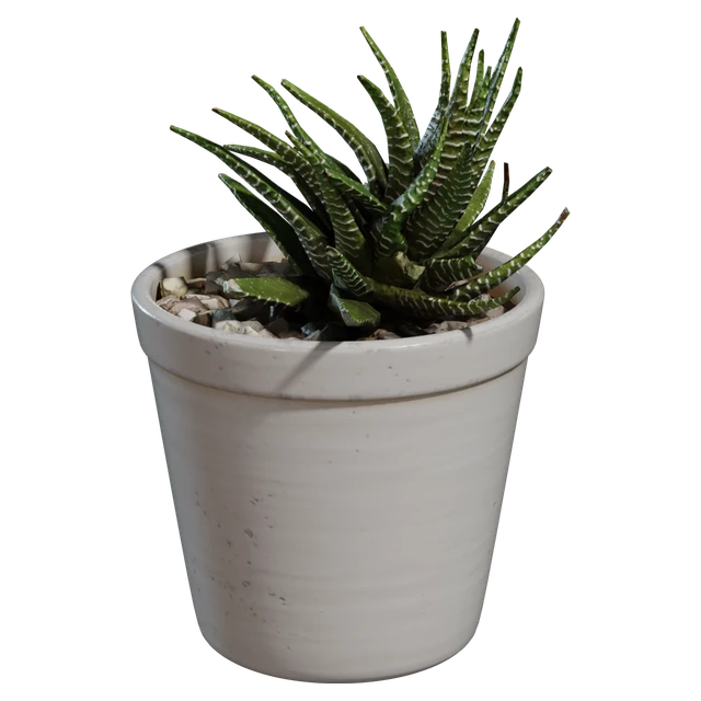 Potted Zebra Succulent Plant in Ceramic Pot 3d model