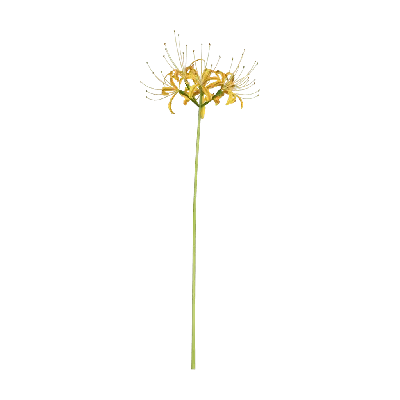Lycoris aurea 02 3d model