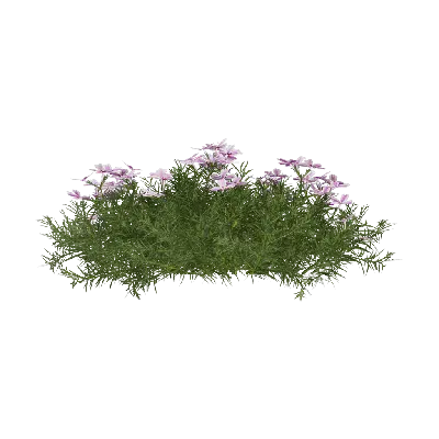 Phlox subulata 02