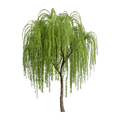 Low poly Salix alba 3d model