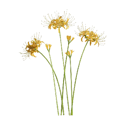 Lycoris aurea 03