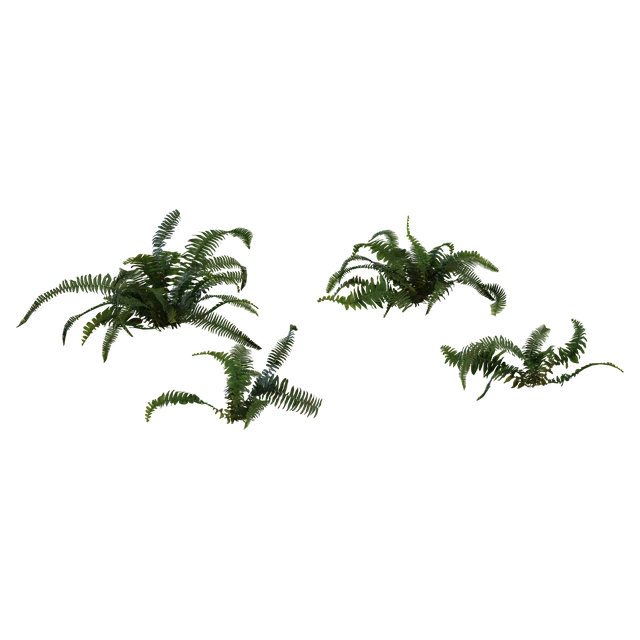 Realistic Forest Fern Plant Set 3d model