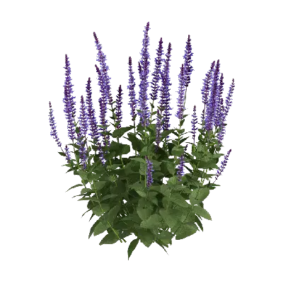 Salvia nemorosa 'April Night' 01 3d model