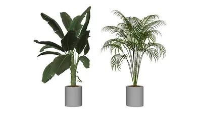 Tropical Leaf Plants In Ceramic Pots 3d model
