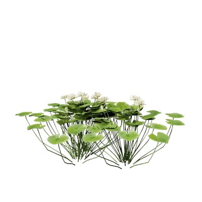 Nymphaea Yellow 01 3d model