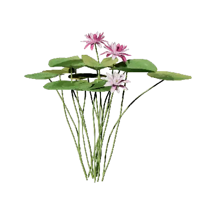Nymphaea tetragona 06 3d model