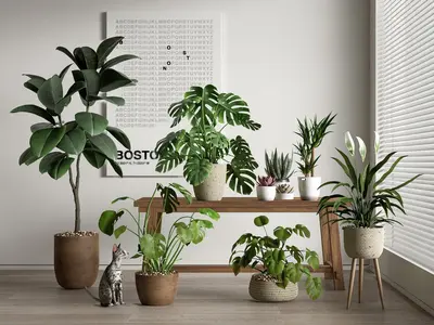 Potted Plant Combination 3d model