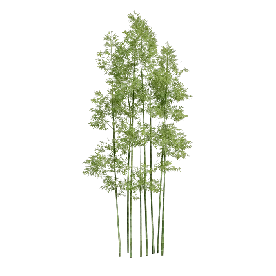 Low poly Bambusoideae 11