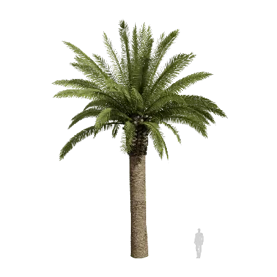 Phoenix canariensis 04