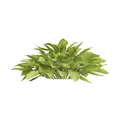 Hosta plantaginea 22