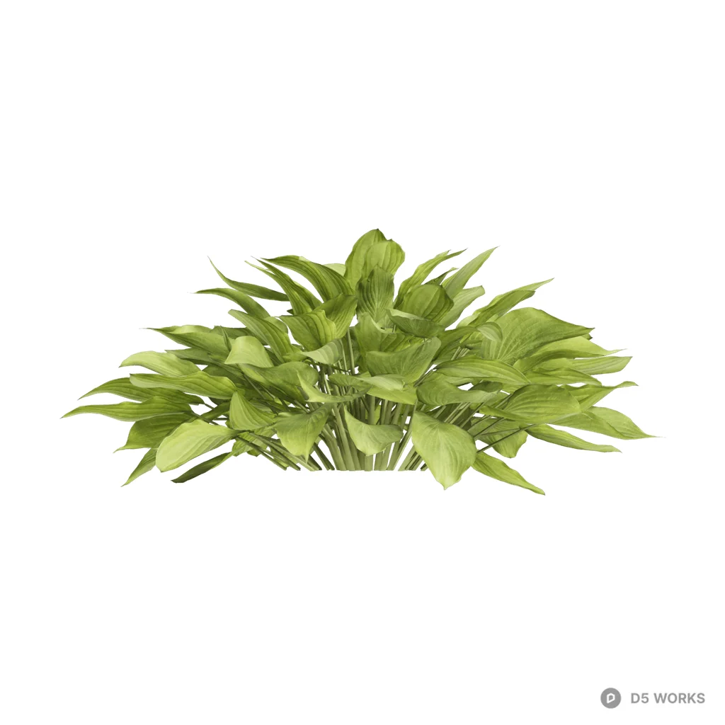 Hosta plantaginea 22 3d model - Image 1