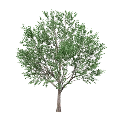 Bauhinia variegata 10