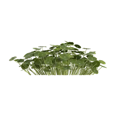 Hydrocotyle vulgaris 02