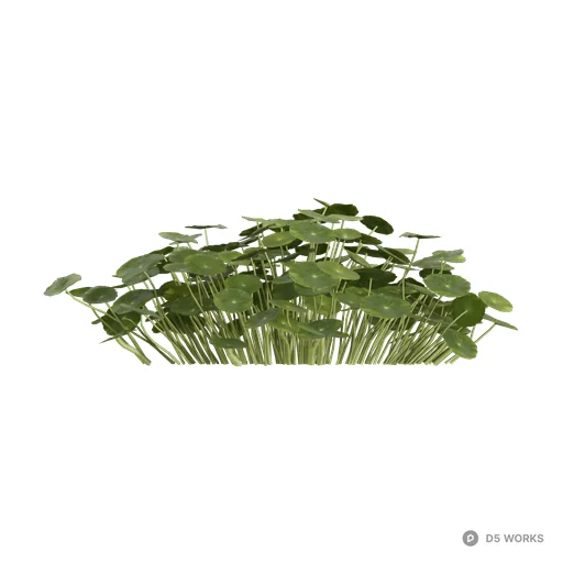 Hydrocotyle vulgaris 02 3d model - Image 1