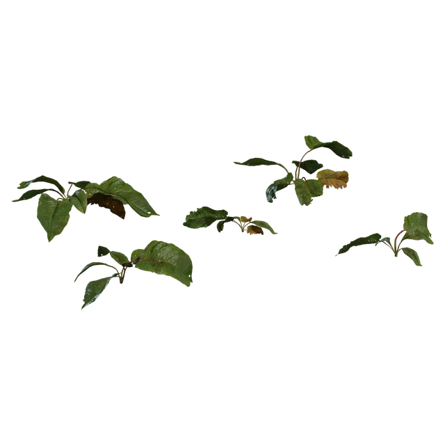 Realistic Forest Floor Small Green Plants Set 3d model