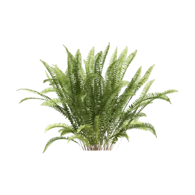 Nephrolepis cordifolia 09