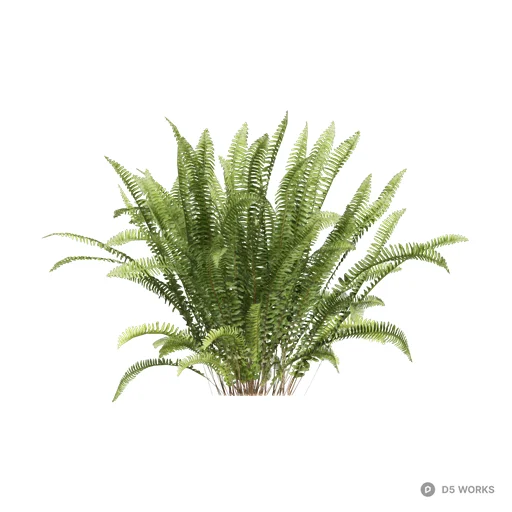 Nephrolepis cordifolia 09 3d model - Image 1