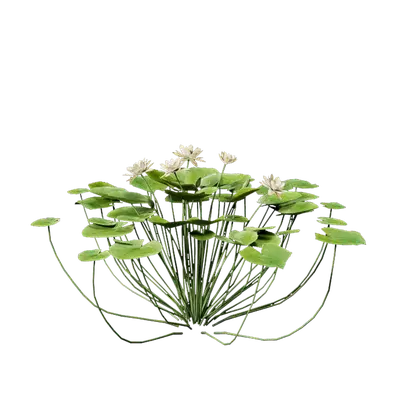 Nymphaea Yellow 02 3d model