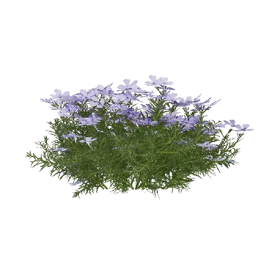 Phlox subulata 06 3d model