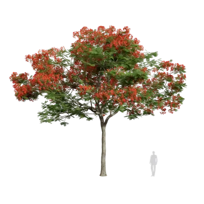 Delonix regia 10 3d model