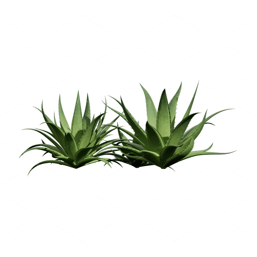 Xerophyte Plants 3D Models