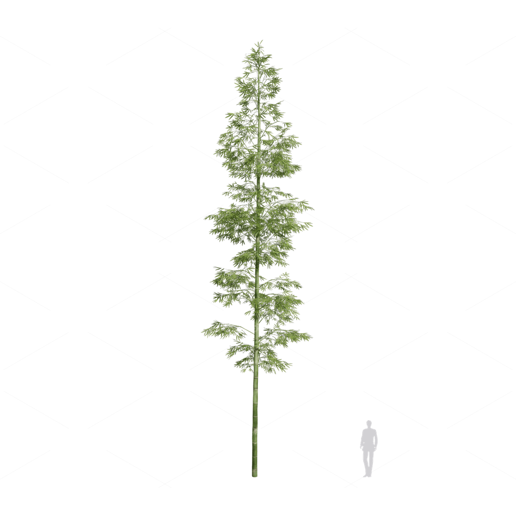 Other Botanicals 3D Models