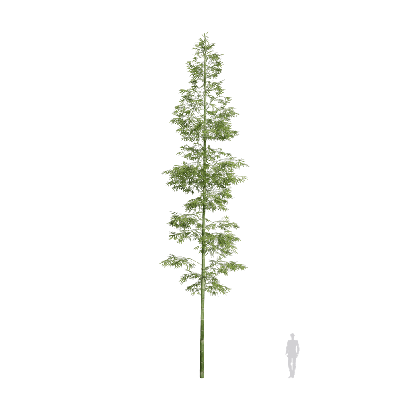 Bamboo Bambusoideae 13