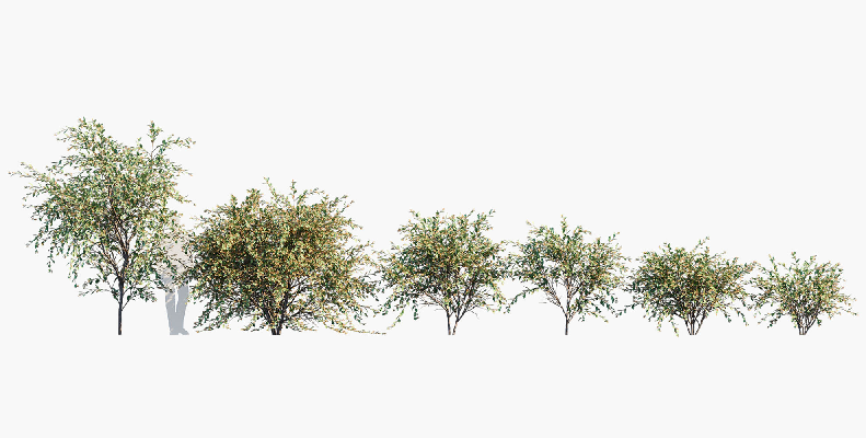 Modern Shrub
