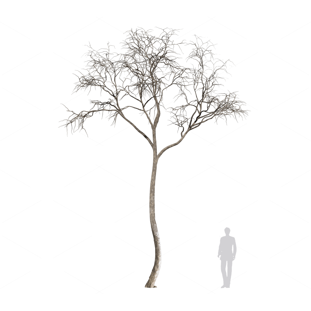 Other Botanicals 3D Models