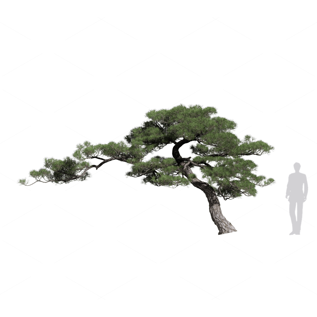 Trees 3D Models