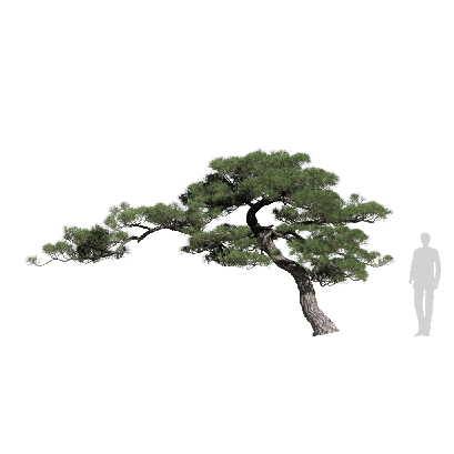 Coniferous Tree Pinus thunbergii 19