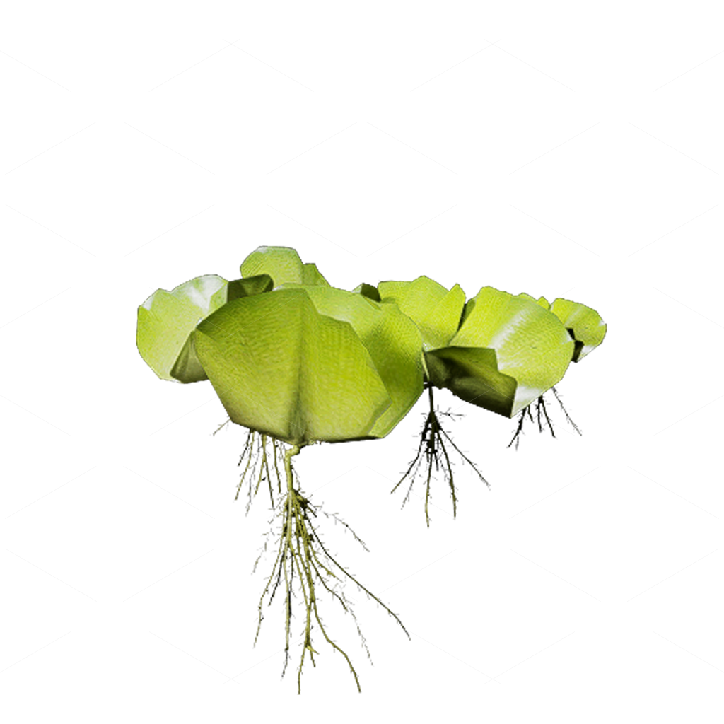 Aquatic Plants 3D Models