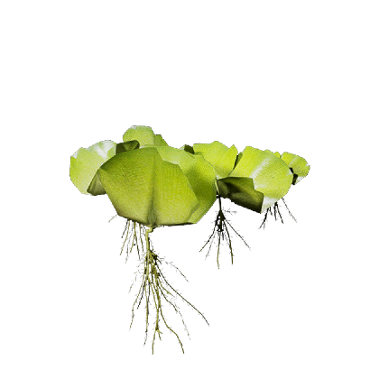Aquatic Plants Salvinia natans 05