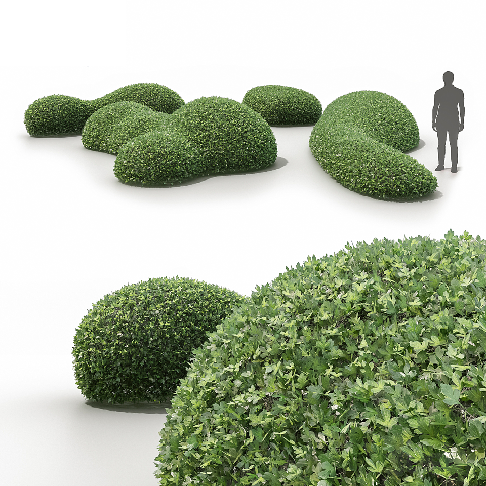 Modern Shrub