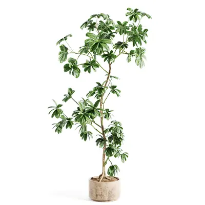 Potted Plant 3d model