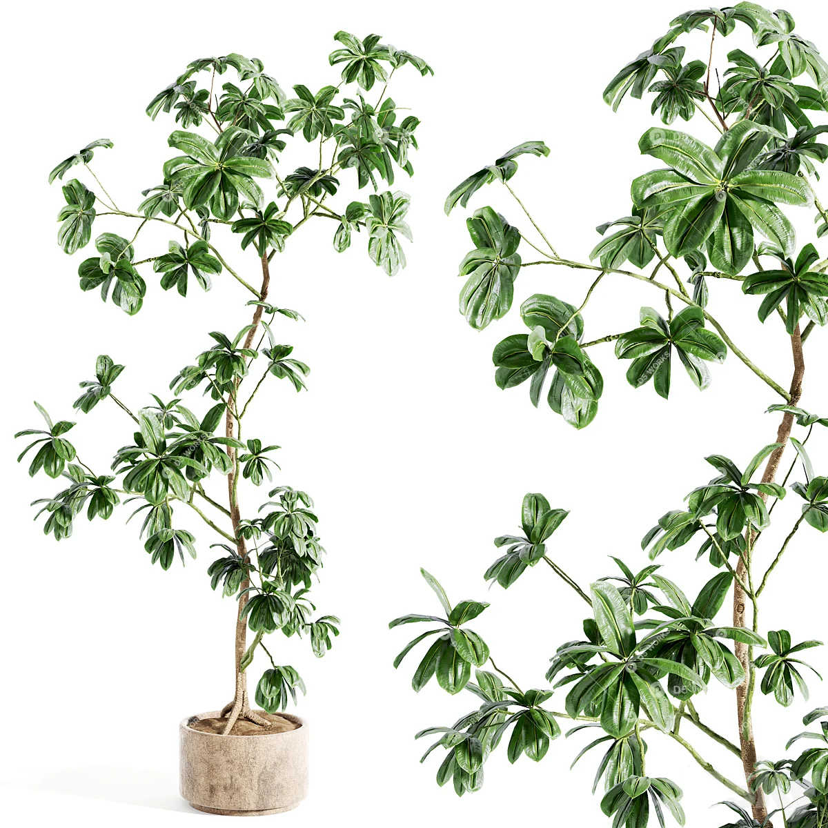 Potted Plant 3d model thumbnail 2