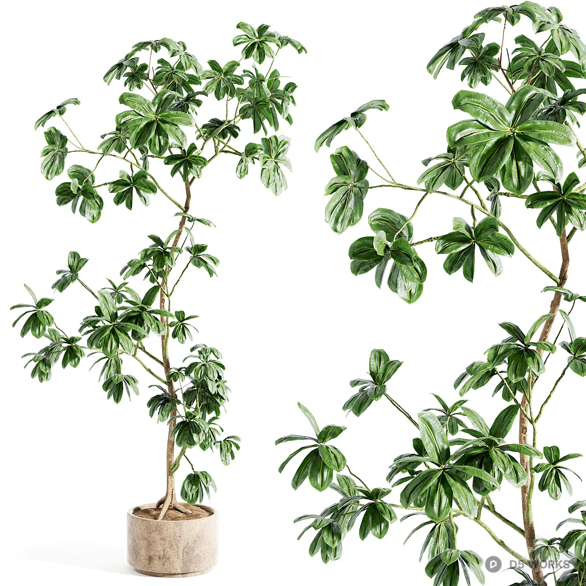 Potted Umbrella Plant 3d model thumbnail 2