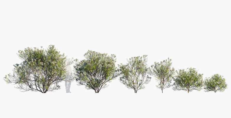 Modern Shrub