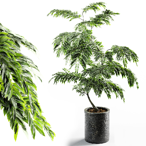 Modern Potted Plant