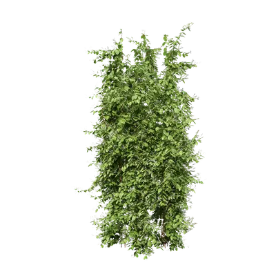 Lonicera japonica 05