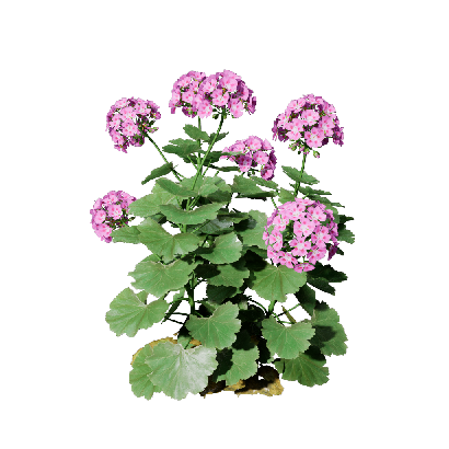 Grass Pelargonium hortorum 01