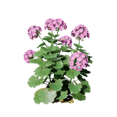 Pelargonium hortorum 01