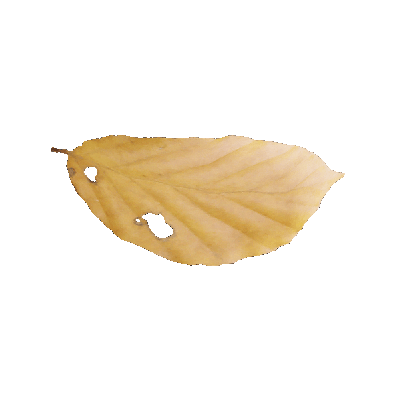 Other Plants leaf 72