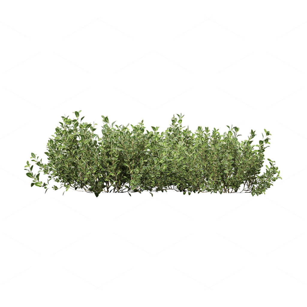Shrubs 3D Models