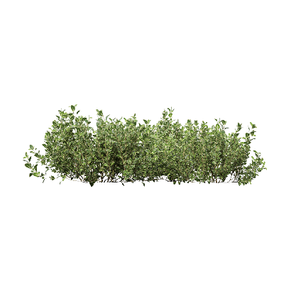 Shrub Thymus mongolicus 06